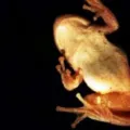 Bagaimana Hukum Makan Katak?