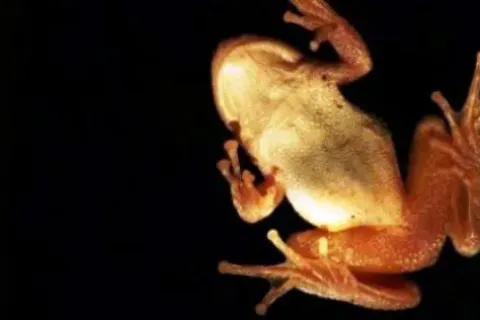 Bagaimana Hukum Makan Katak?
