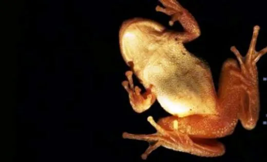 Bagaimana Hukum Makan Katak?