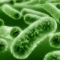 Bakteri Listeria