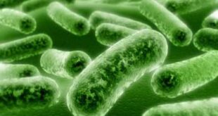 Bakteri Listeria
