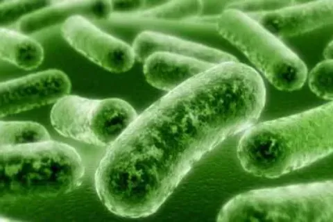 Bakteri Listeria