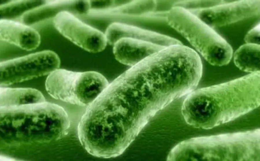 Bakteri Listeria