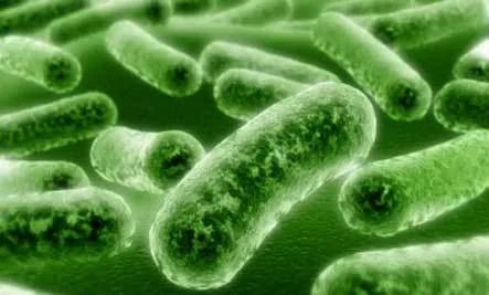 Bakteri Listeria