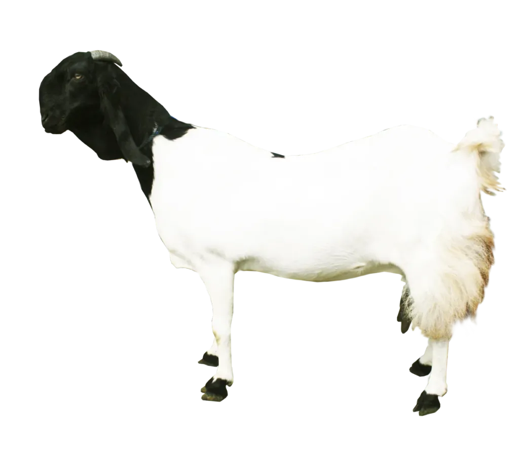 Susu Kambing Etawa