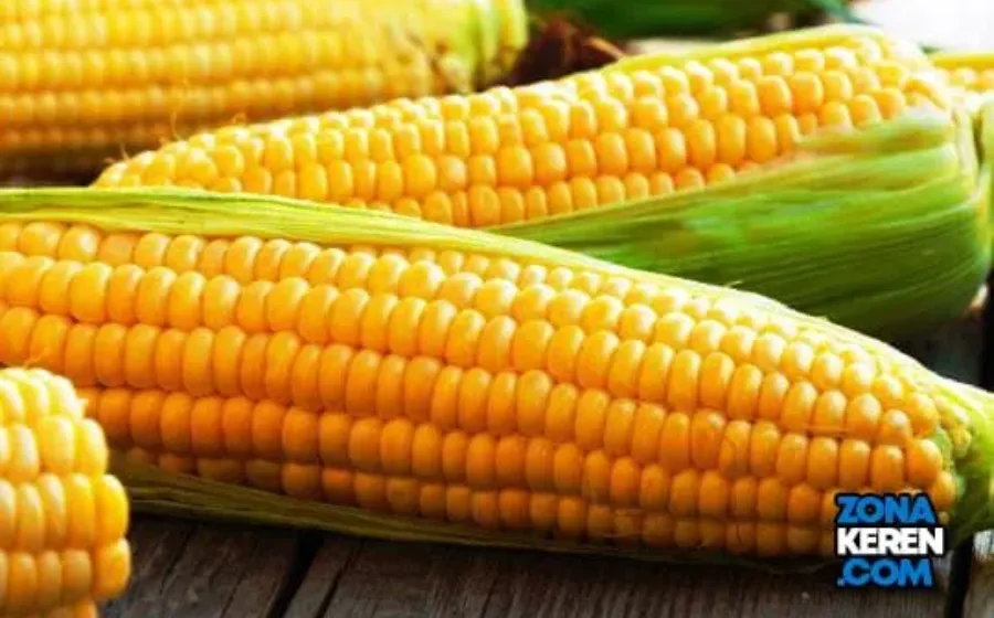 Update Harga Jagung Terbaru Minggu Ini Lengkap per Kg