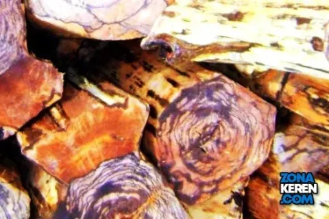 Update Harga Kayu Gaharu Terbaru Minggu Ini Damar Wangi per Kg