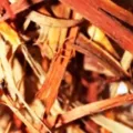 Update Harga Kayu Secang Terbaru Minggu Ini Lengkap per Kg