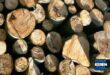 Update Harga Kayu Sengon Terbaru Minggu Ini per Meter berbagai Diameter