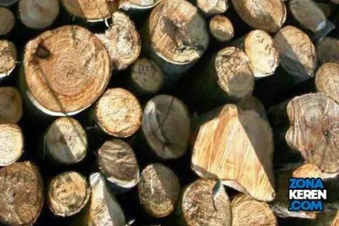 Update Harga Kayu Sengon Terbaru Minggu Ini per Meter berbagai Diameter
