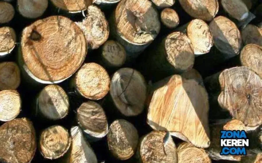 Update Harga Kayu Sengon Terbaru Minggu Ini per Meter berbagai Diameter