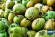 Update Harga Kelapa Terbaru Minggu Ini Lengkap per Kg