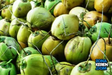 Update Harga Kelapa Terbaru Minggu Ini Lengkap per Kg