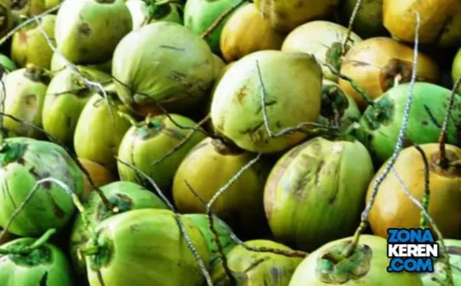 Update Harga Kelapa Terbaru Minggu Ini Lengkap per Kg