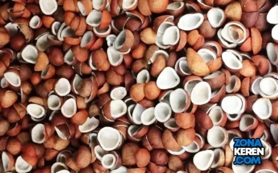 Update Harga Kopra Terbaru Minggu Ini Lengkap per Kg