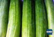 Update Harga Mentimun Terbaru Minggu Ini Lengkap per Kg