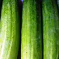 Update Harga Mentimun Terbaru Minggu Ini Lengkap per Kg
