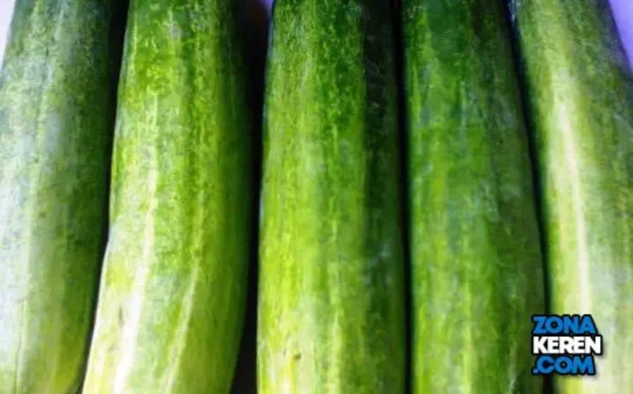 Update Harga Mentimun Terbaru Minggu Ini Lengkap per Kg