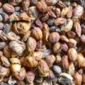 Update Harga Pala Terbaru Minggu ini Lengkap per Kg