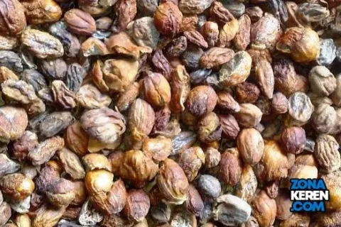 Update Harga Pala Terbaru Minggu ini Lengkap per Kg