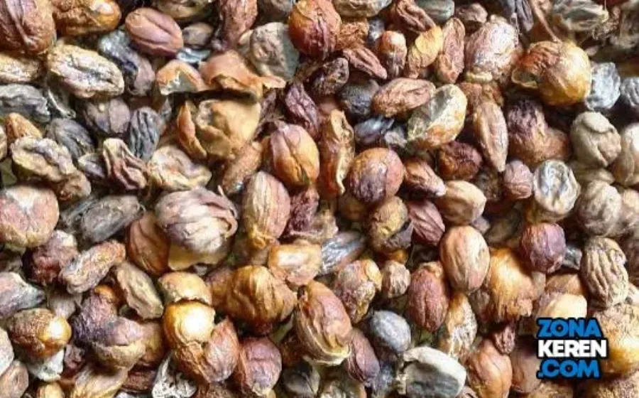 Update Harga Pala Terbaru Minggu ini Lengkap per Kg