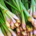 Update Harga Serai Wangi Terbaru Minggu ini Lengkap per Kg Minyak Atsiri 1 Liter