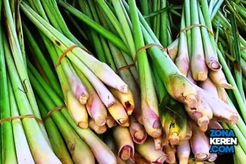 Update Harga Serai Wangi Terbaru Minggu ini Lengkap per Kg Minyak Atsiri 1 Liter
