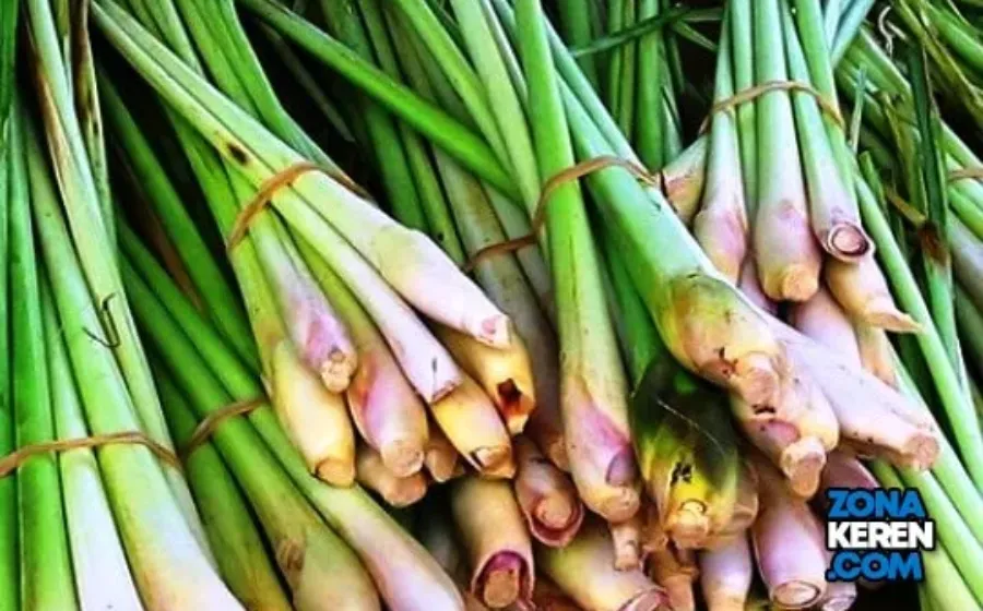 Update Harga Serai Wangi Terbaru Minggu ini Lengkap per Kg Minyak Atsiri 1 Liter