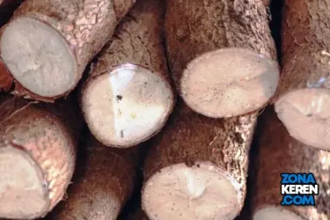 Update Harga Singkong Terbaru Minggu Ini Lengkap per Kg