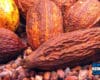 Harga Biji Kakao Kering per Kg Terbaru Mei 2022
