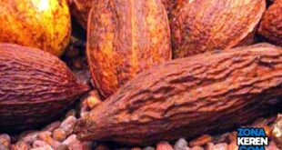 Update Harga Biji Kakao Kering Terbaru Minggu Ini Lengkap per Kg