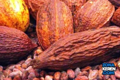 Update Harga Biji Kakao Kering Terbaru Minggu Ini Lengkap per Kg