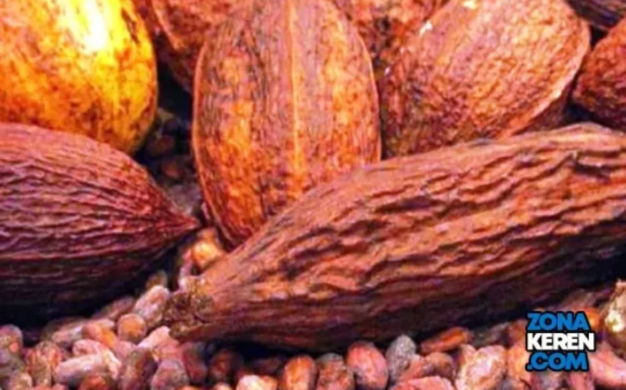 Update Harga Biji Kakao Kering Terbaru Minggu Ini Lengkap per Kg