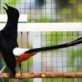 Situs Referensi Perawatan Burung Terpercaya