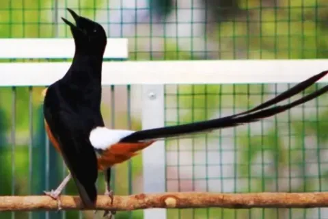 Situs Referensi Perawatan Burung Terpercaya