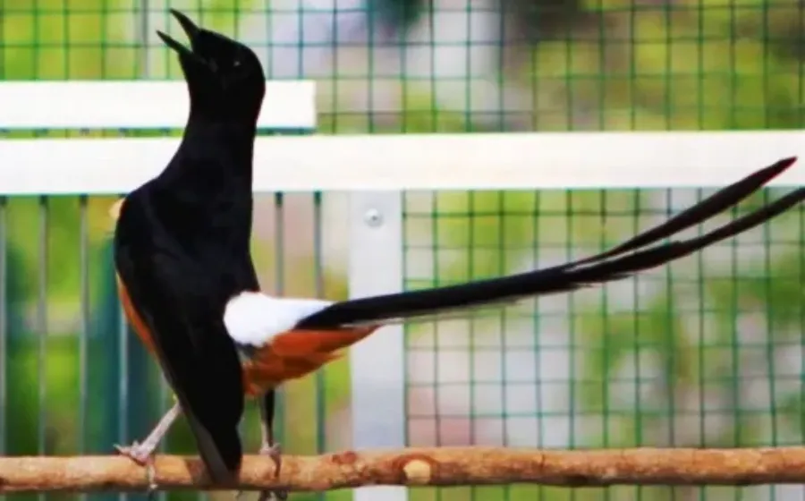 Situs Referensi Perawatan Burung Terpercaya