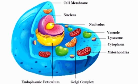 Pengertian Sitoplasma Organel Sel Fungsi Ciri Struktur