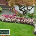 Jenis Tanaman Hias yang Cocok untuk Taman Minimalis di Rumah Anda