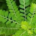 daun kelor