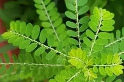daun kelor