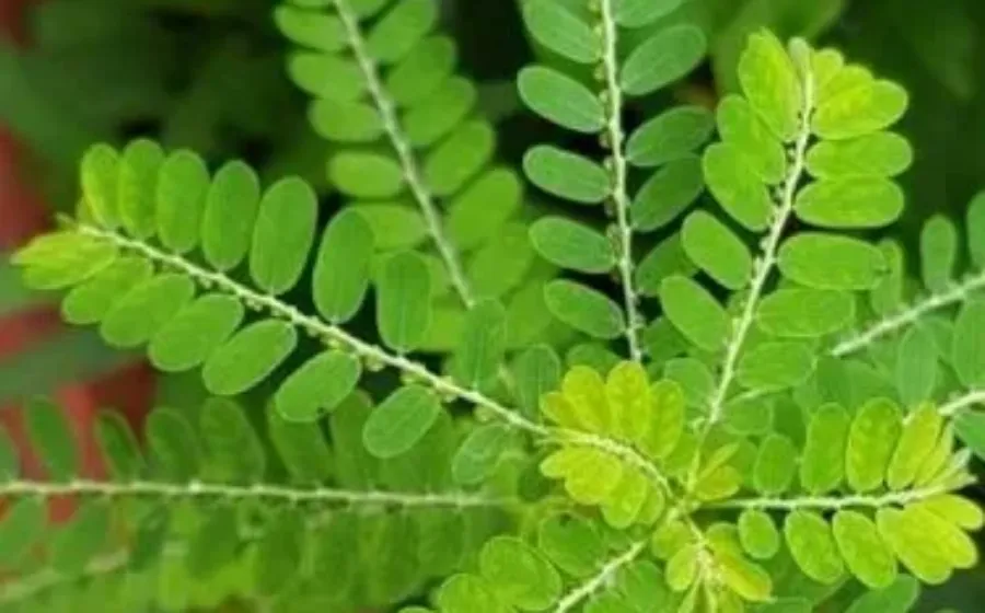 daun kelor