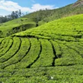 Pemandangan kebun teh hijau yang sejuk sebagai destinasi wisata akhir pekan terbaik