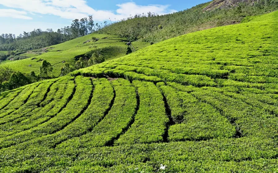 Pemandangan kebun teh hijau yang sejuk sebagai destinasi wisata akhir pekan terbaik