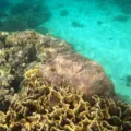 Wisatawan snorkeling menikmati terumbu karang dalam panduan wisata pulau karang Kepulauan Seribu