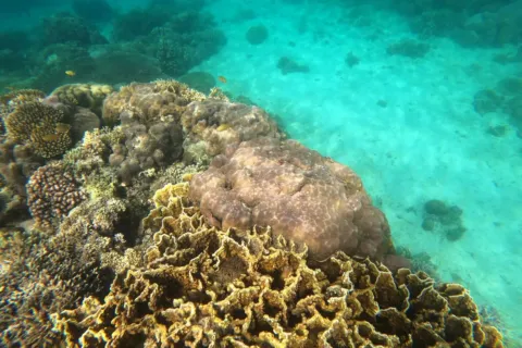 Wisatawan snorkeling menikmati terumbu karang dalam panduan wisata pulau karang Kepulauan Seribu