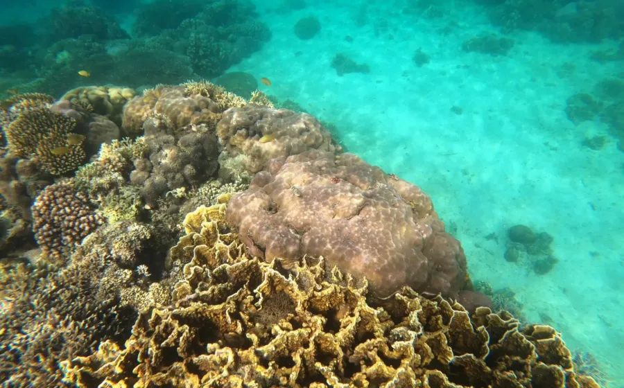 Wisatawan snorkeling menikmati terumbu karang dalam panduan wisata pulau karang Kepulauan Seribu