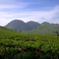 Pemandangan hijau Kebun Teh Sukawana Lembang sebagai pilihan wisata menarik untuk liburan keluarga
