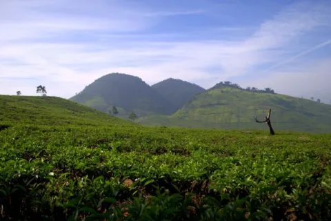 Pemandangan hijau Kebun Teh Sukawana Lembang sebagai pilihan wisata menarik untuk liburan keluarga