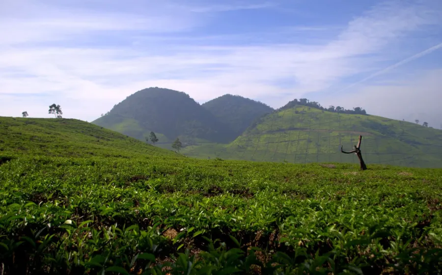 Pemandangan hijau Kebun Teh Sukawana Lembang sebagai pilihan wisata menarik untuk liburan keluarga
